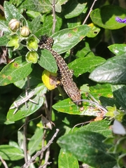 Podarcis siculus tyrrhenicus