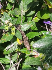 Podarcis siculus tyrrhenicus