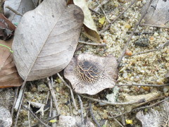 Pterocarpus marsupium