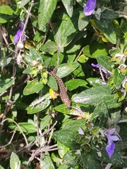 Podarcis siculus tyrrhenicus