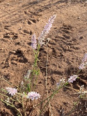 Hermbstaedtia odorata