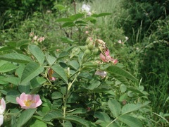 Rosa sherardii