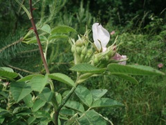 Rosa sherardii