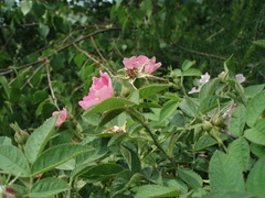 Rosa sherardii