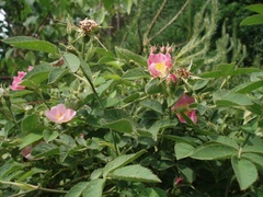 Rosa sherardii