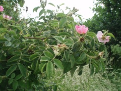 Rosa sherardii