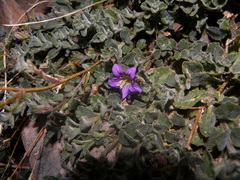 Campanula filicaulis