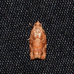 Argyrotaenia hodgesi