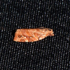 Argyrotaenia hodgesi