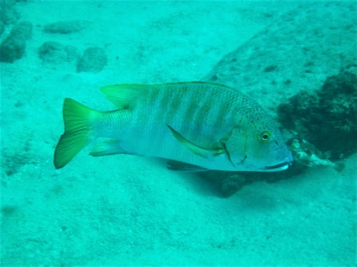 Barred Pargo