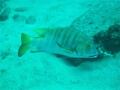 Barred Pargo photo 4