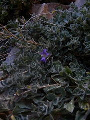 Campanula filicaulis