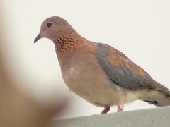 Streptopelia senegalensis