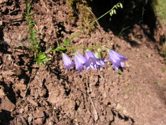 Campanula fritschii
