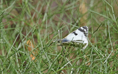 Euchloe grancanariensis