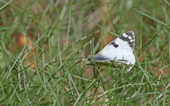Euchloe grancanariensis