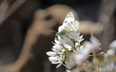 Euchloe grancanariensis