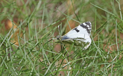 Euchloe grancanariensis
