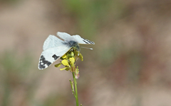 Euchloe grancanariensis