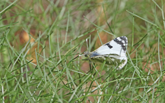 Euchloe grancanariensis