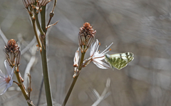 Euchloe grancanariensis