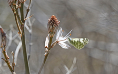 Euchloe grancanariensis