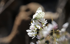 Euchloe grancanariensis