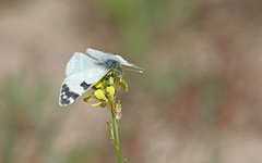 Euchloe grancanariensis