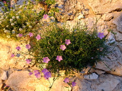 Campanula macrorhiza