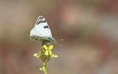 Euchloe grancanariensis