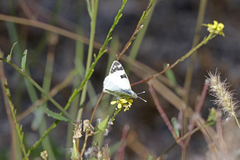 Euchloe grancanariensis
