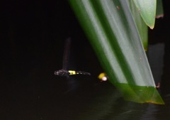 Pseudothemis zonata
