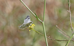 Euchloe grancanariensis
