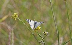 Euchloe grancanariensis
