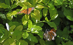 Danaus plexippus