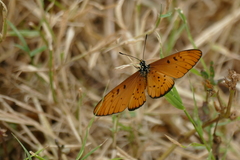 Acraea encedon
