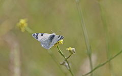 Euchloe grancanariensis