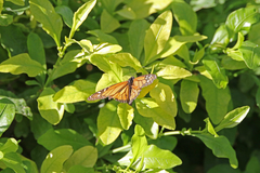 Danaus plexippus