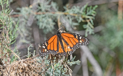 Danaus plexippus