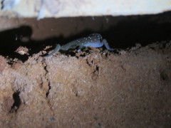 Hemidactylus triedrus