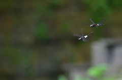 Pseudothemis zonata
