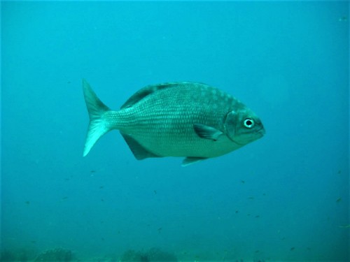 Cortez Sea Chub