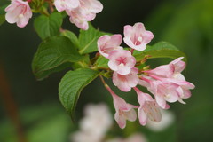 Weigela hortensis