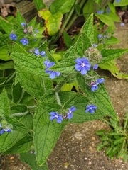 Pentaglottis sempervirens