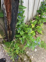 Pentaglottis sempervirens