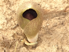 Amorphophallus dracontioides