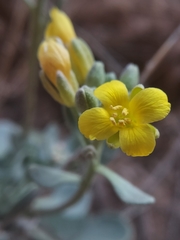 Physaria acutifolia