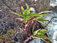 Aloiampelos commixta