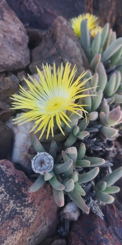 Cheiridopsis pilosula