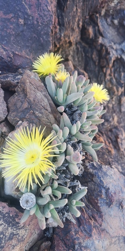 Cheiridopsis pilosula